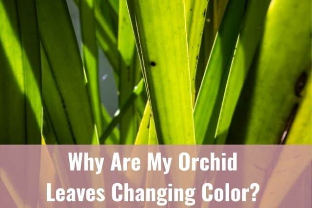 Orchid leaves turning yellow color in the sun