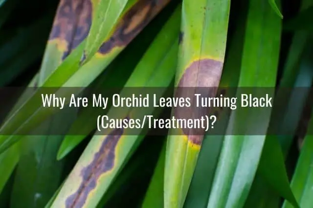 Orchid leaves with brown and black color