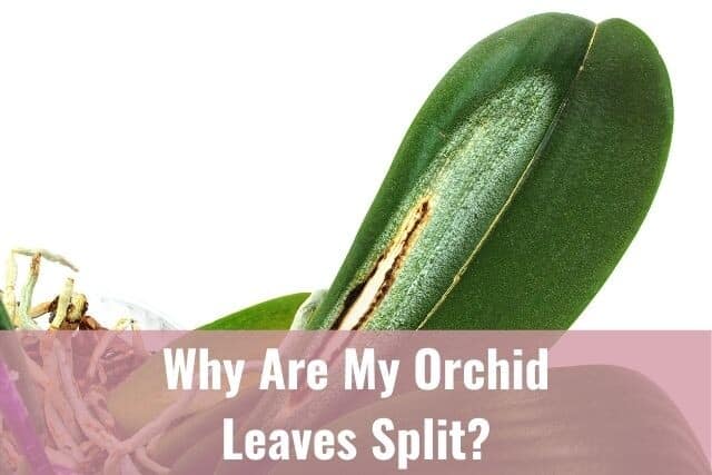 Split orchid leaf with some sun damage