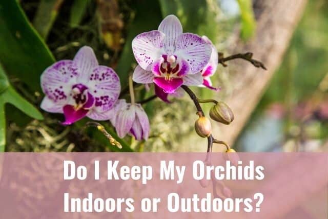 Orchids outdoors on a tree