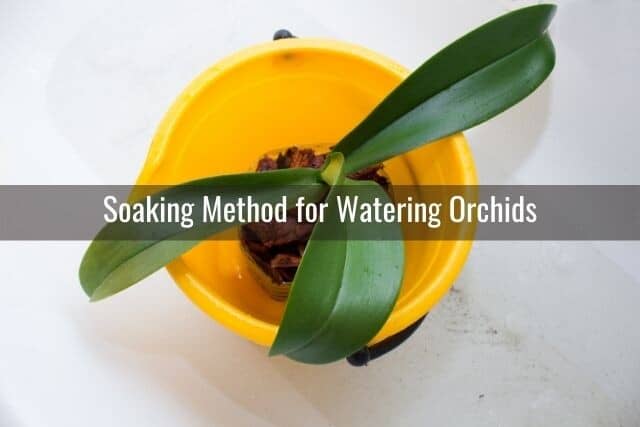 Orchid soaking in a partially filled bucket of water