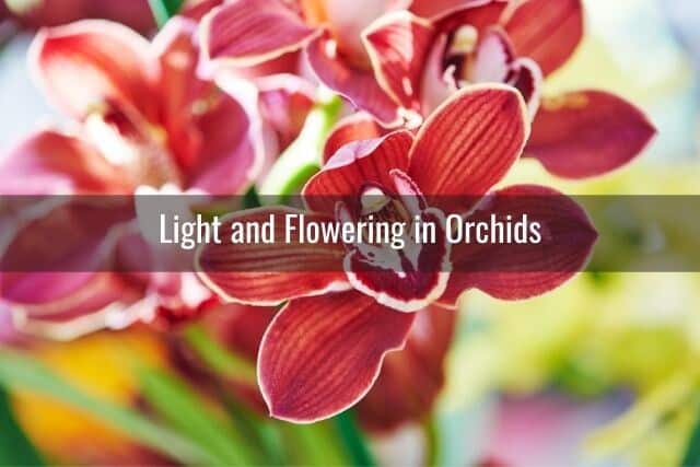 Close up of red and white orchid blooms outdoors in the light