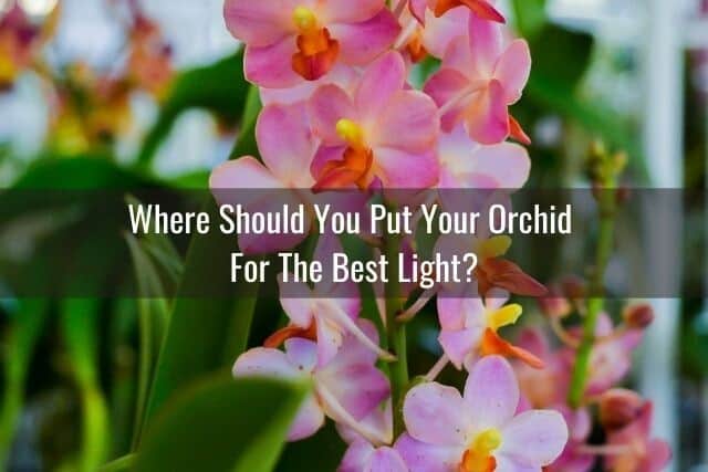 Pink orchid blooms outdoors in the light