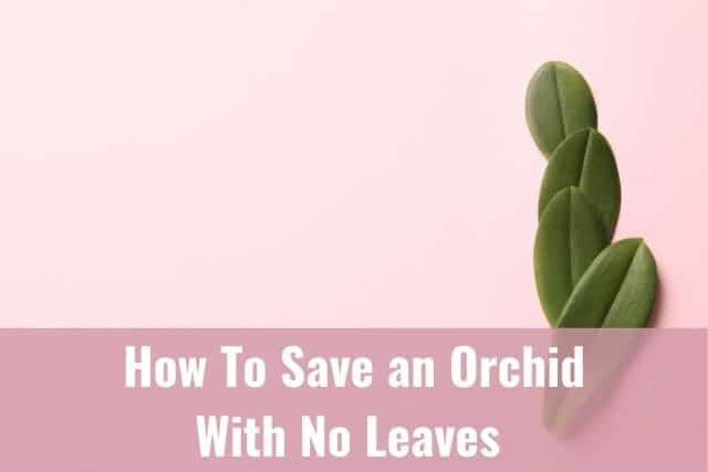 Orchid leaves against pink background