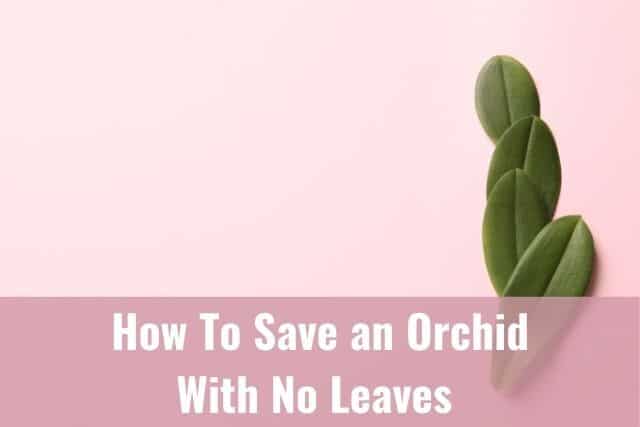 How To Save an Orchid With No Leaves - Everyday Orchids