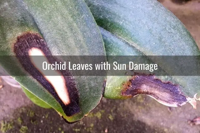 Picture of orchid leaves with sun damage (white and brown dead tissue)