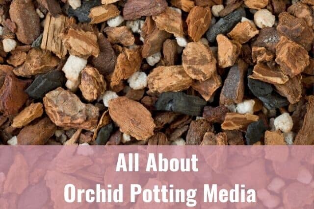 Close up of orchid potting media