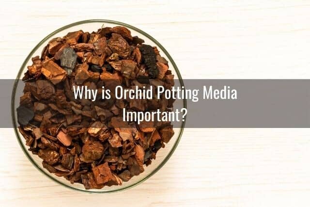 Orchid potting media in a bowl