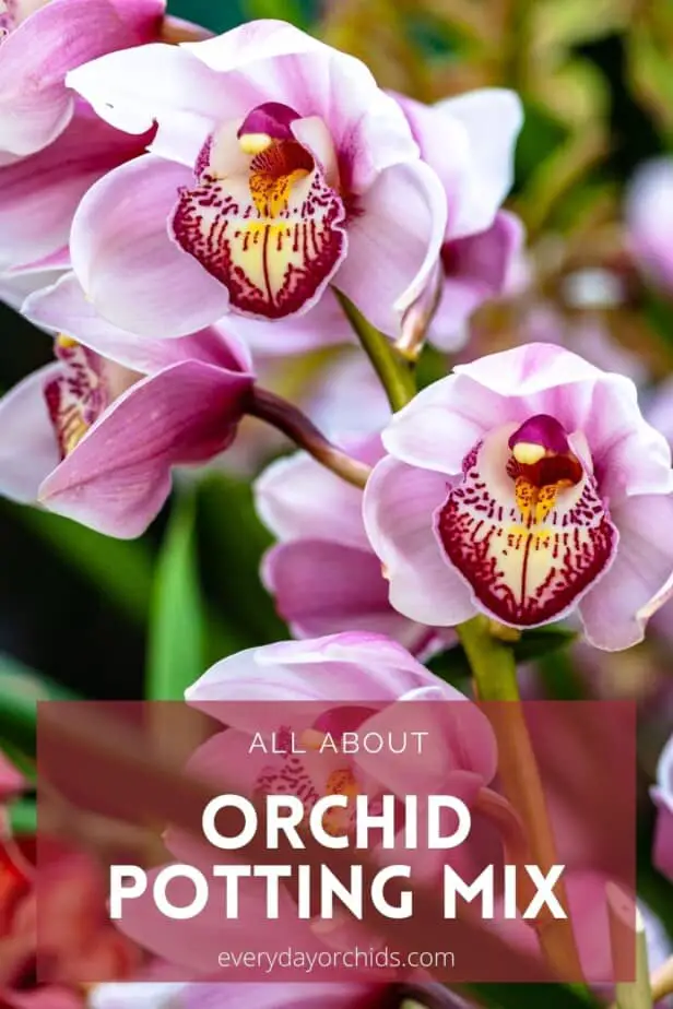 Bright pink and burgundy orchid blooms