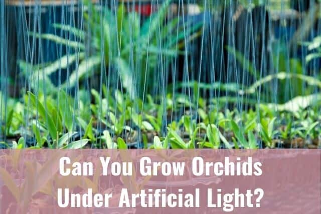 Picture of orchids growing under artificial light