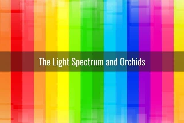 Colors of the light spectrum