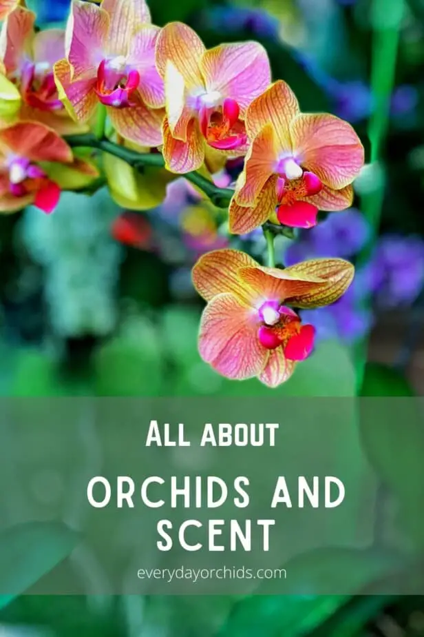 Bright pink orange orchid blooms outdoors