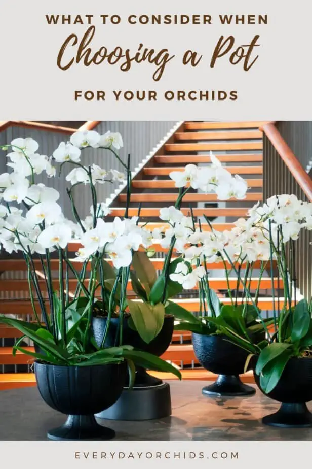 White potted orchids grouped together on a table