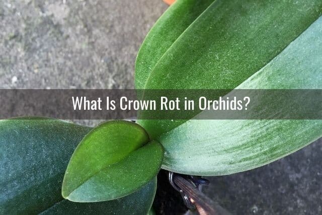 Healthy orchid crown