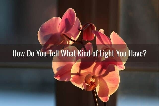 Orange orchid blooms, backlit by the sunlight