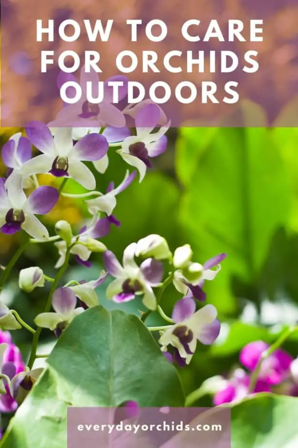 Dendrobium orchids outdoors