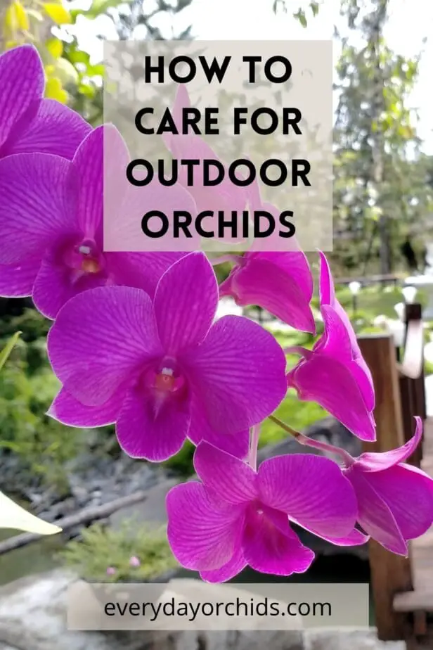 Orchid plant outdoors