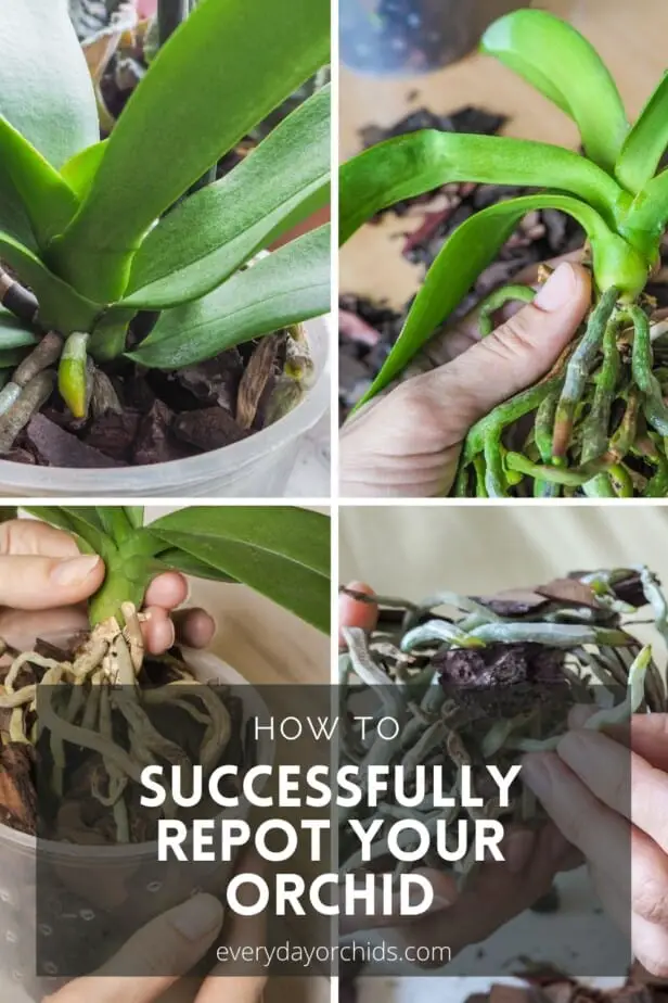 Collage of orchid repotting pictures