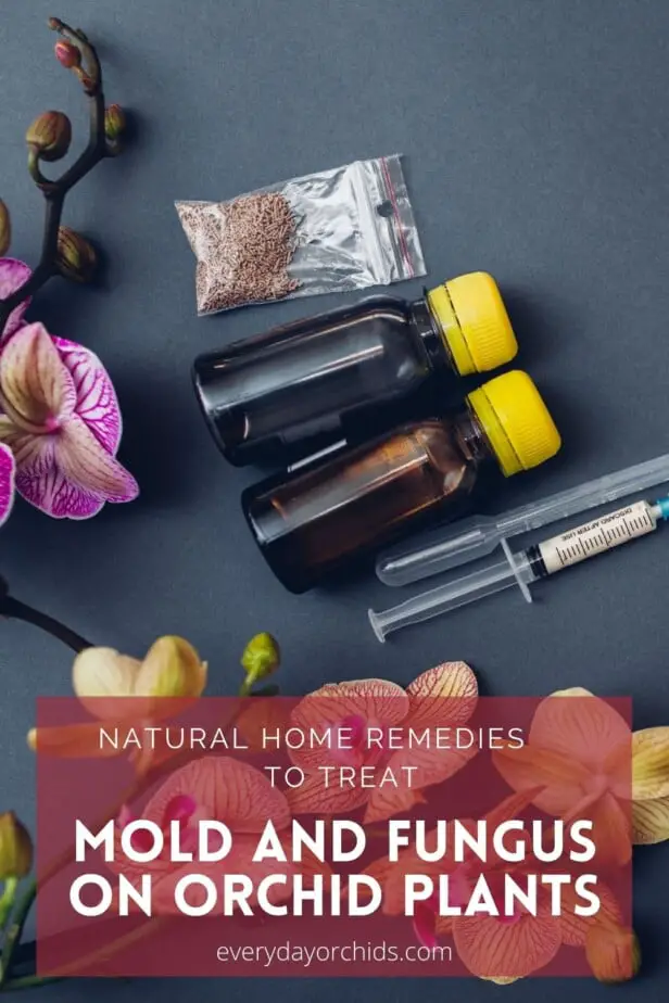 How To Treat Mold and Fungus on Orchids Everyday Orchids