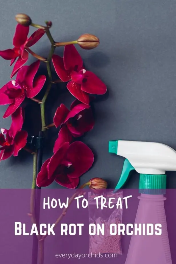 How To Treat Mold and Fungus on Orchids Everyday Orchids