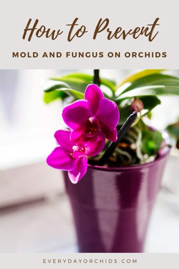 Orchid plant near windowsill