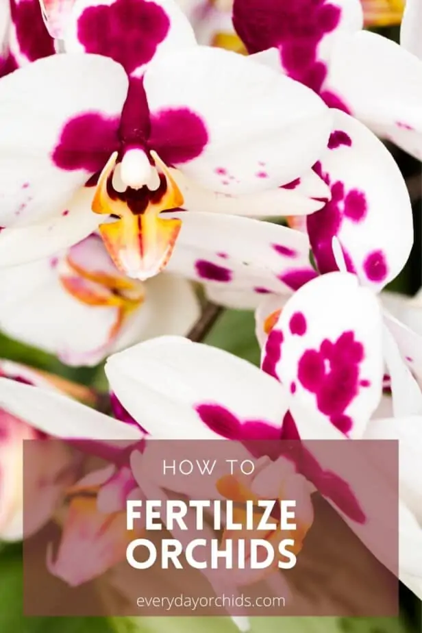 How to Fertilize Orchids - Everyday Orchids