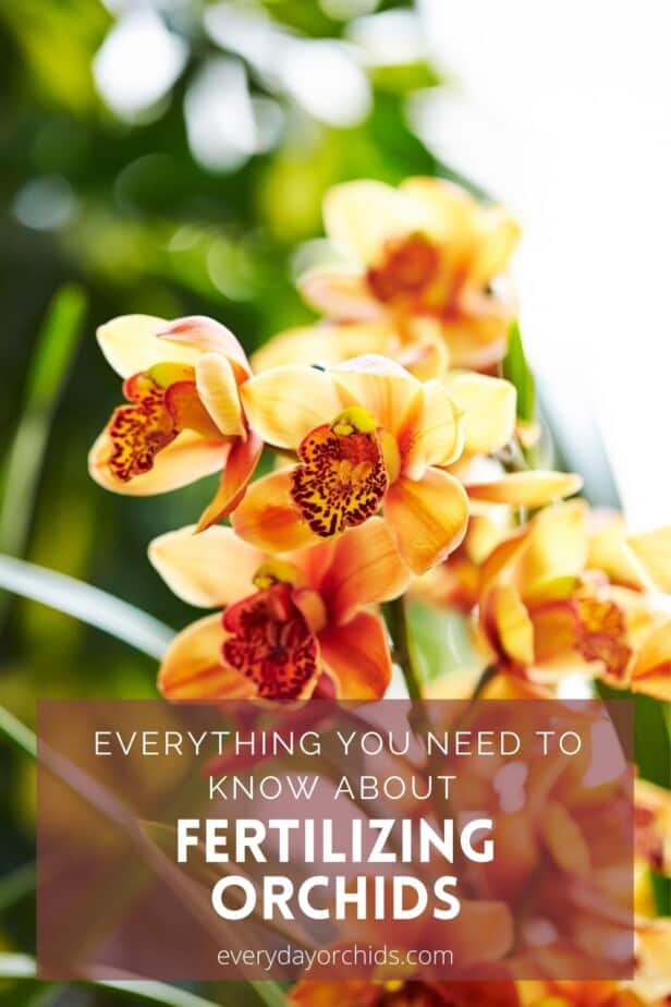 Bright orange yellow orchid blooms