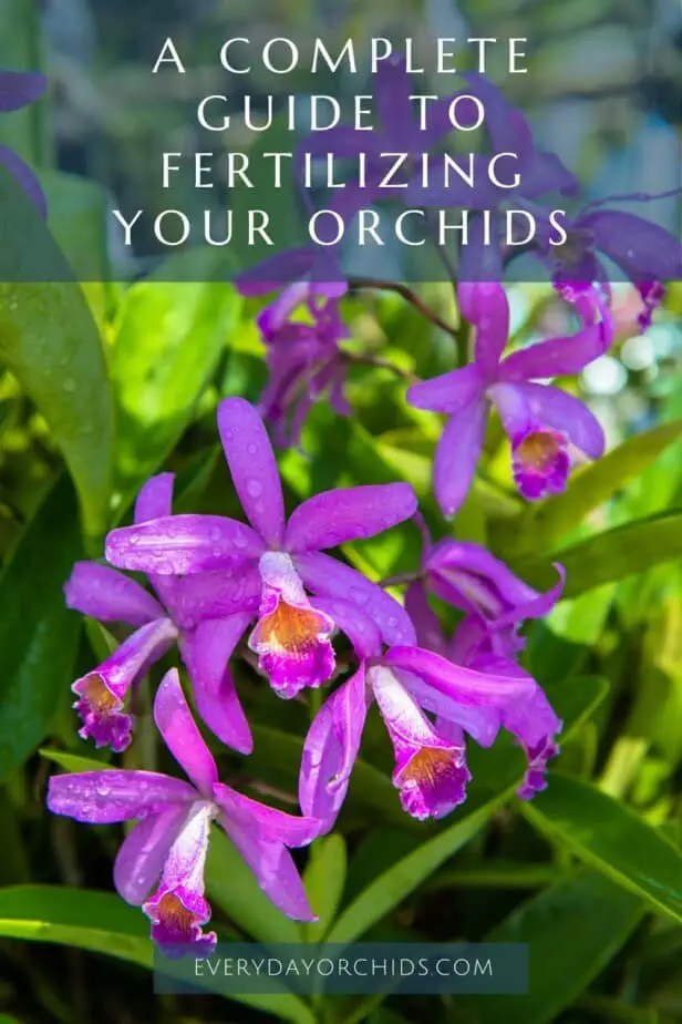 How To Fertilize Orchids - Everyday Orchids