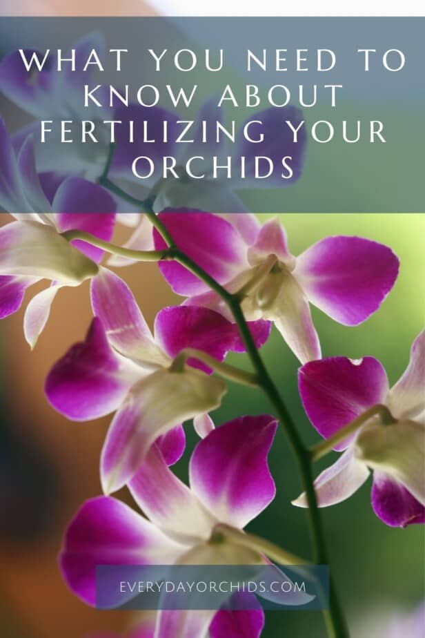 How to Fertilize Orchids - Everyday Orchids