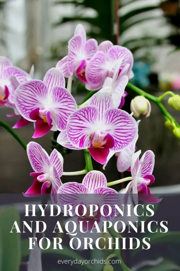 Striped purple and white orchid blooms