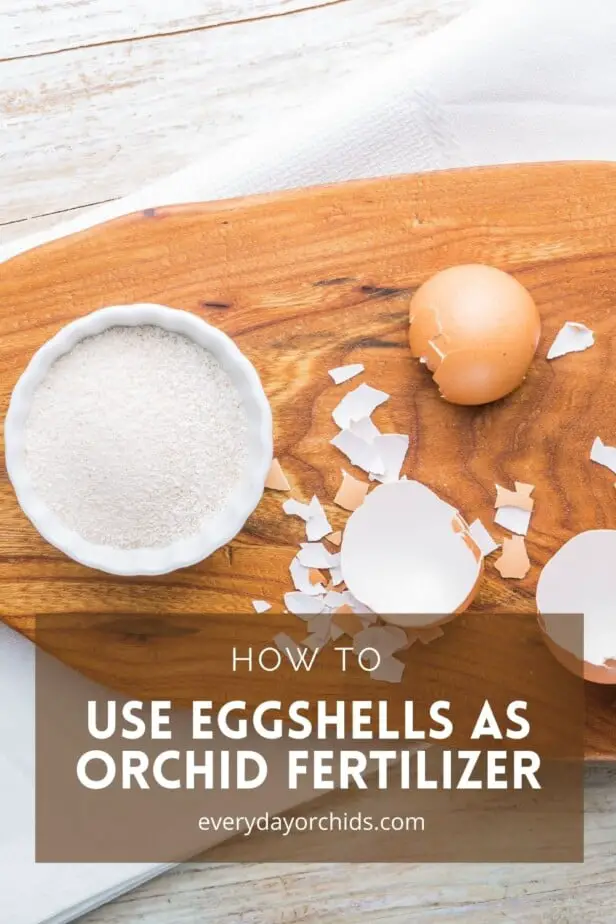 Eggshells for homemade orchid fertilizer