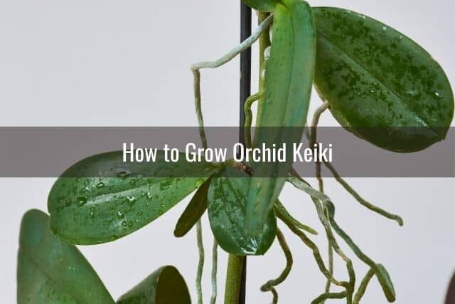 Multiple orchid keiki growing from orchid stem