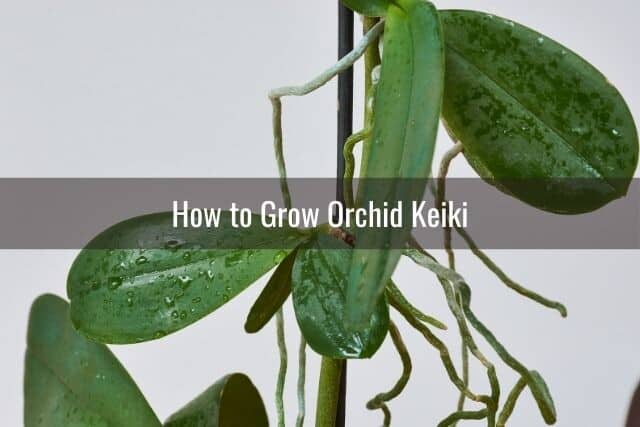 How to Propagate New Orchids - Everyday Orchids