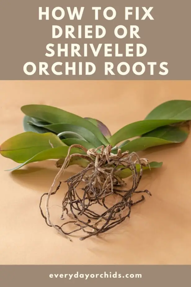 Orchid with dried roots