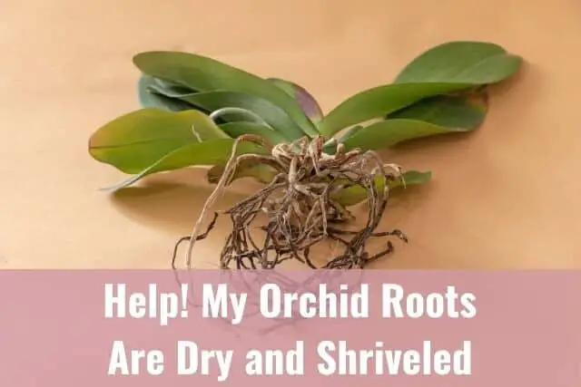Orchid with dried shriveled roots
