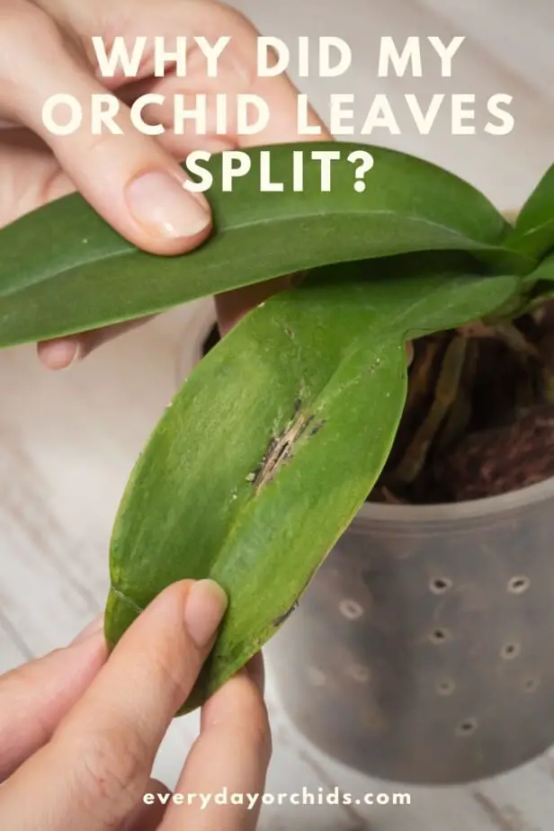 Person holding a split orchid leaf