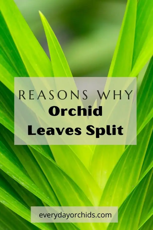 Orchid leaves
