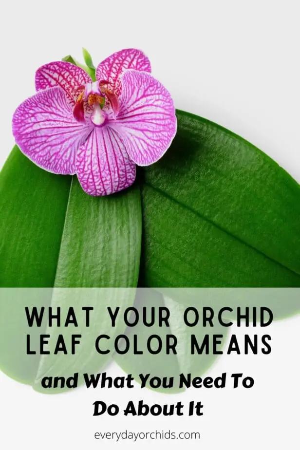 Reasons Why Your Orchid Leaves Change Color - Everyday Orchids