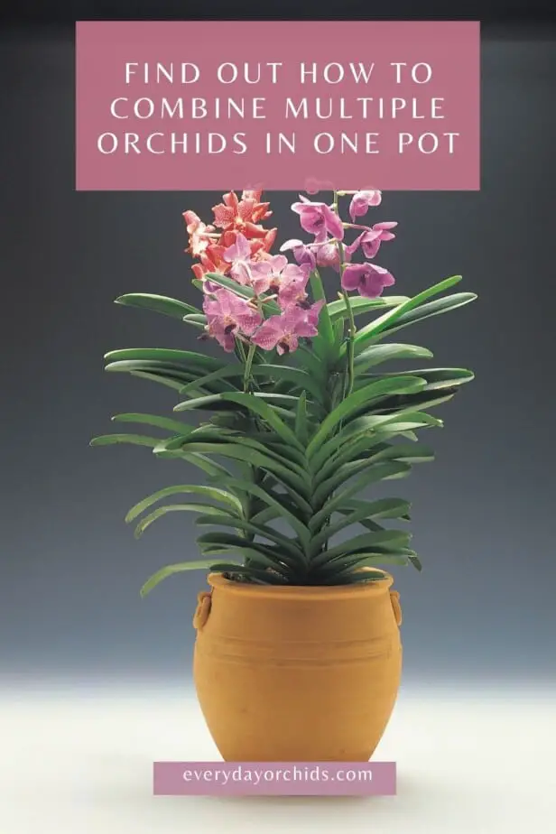 Multiple orchids in one pot