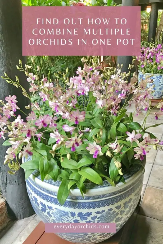 Multiple orchids in one pot