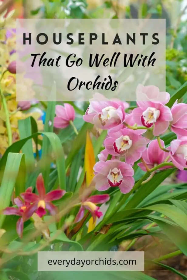 Orchids outdoors growing with other plants