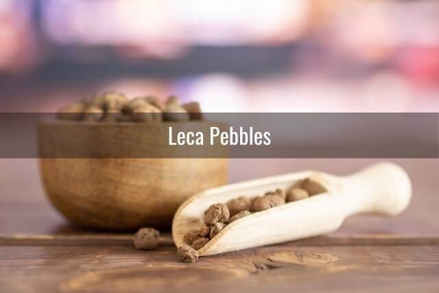 Leca pebbles in a wooden bowl and wooden scoop