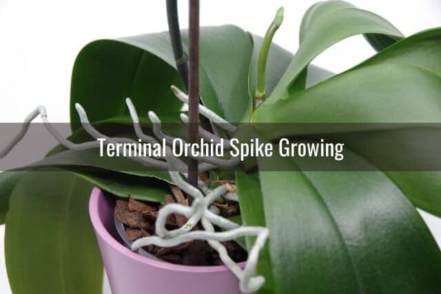 Orchid with terminal flower spike growing