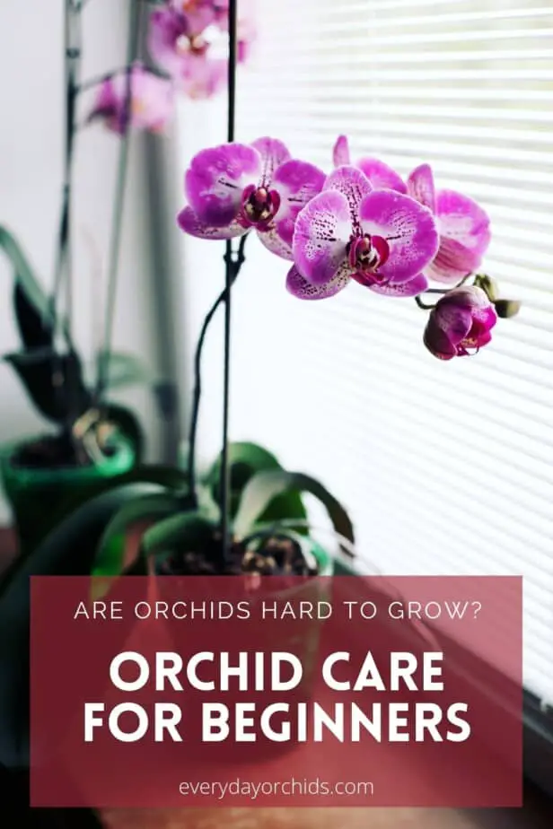 Orchid sitting by windowsill