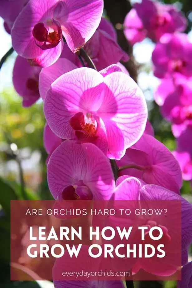 Pink Phalaenopsis orchid blooms not hard to grow