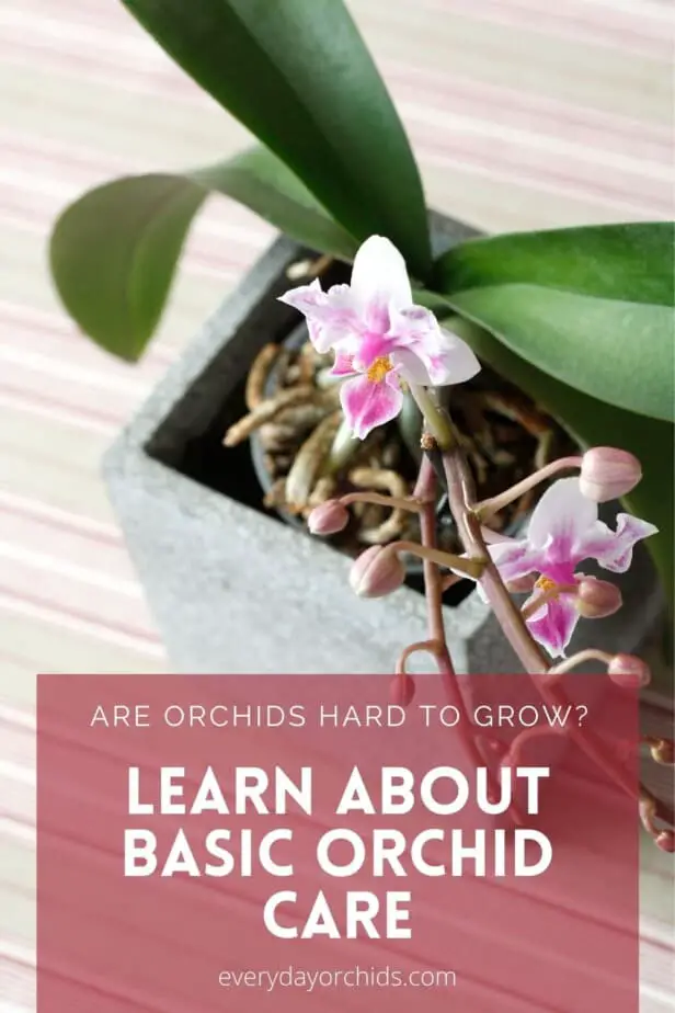 Mini phalaenopsis orchid, is it hard to grow