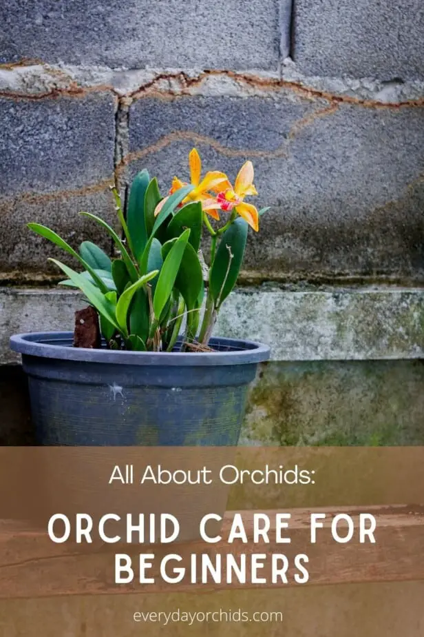 Potted orchid outdoors