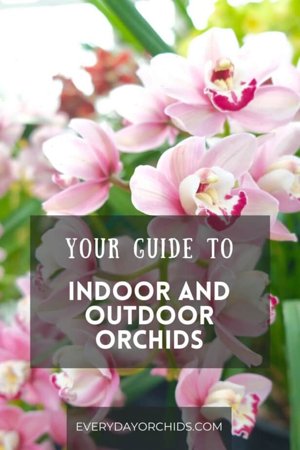 Cymbidium orchids outdoors
