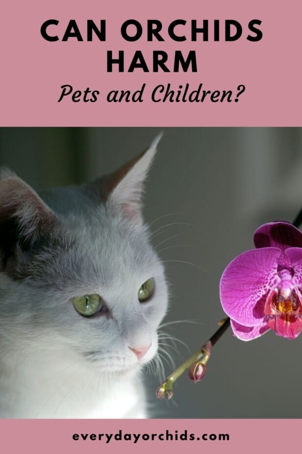 Cat looking at orchid 