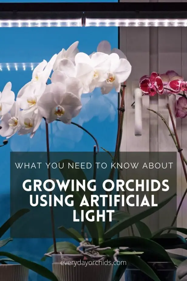Orchids growing under artificial light
